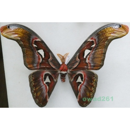 Attacus atlas Linnaeus, 1758 male ex. ovo Thailand 178mm42d